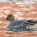 Tundra Bean Goose - Photo (c) Troy B, all rights reserved