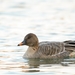 Tundra Bean Goose - Photo (c) Troy B, all rights reserved, uploaded by Troy B