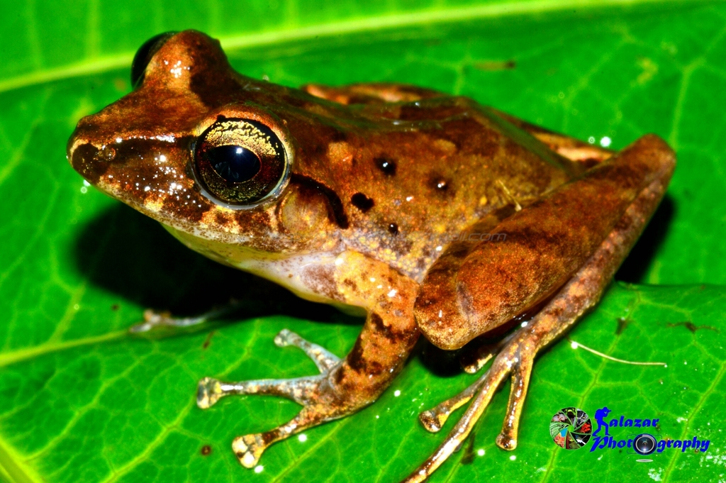 Rio San Juan Rain Frog (Craugastor chingopetaca)