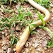 Berthold's Worm Lizard - Photo (c) Casa de Aprender, all rights reserved, uploaded by Casa de Aprender