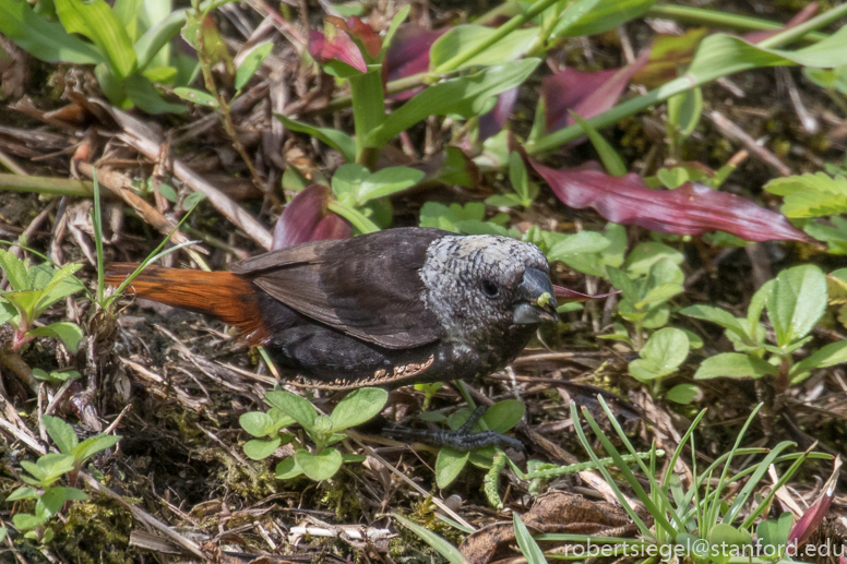 Mottled Munia (Lonchura hunsteini) photo