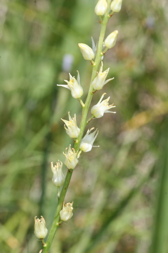 purple rushlily (Hastingsia bracteosa var. atropurpurea)