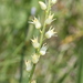 Large-flowered Rushlily - Photo (c) Terry Gosliner, all rights reserved, uploaded by Terry Gosliner