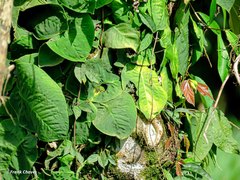 Monstera dubia image