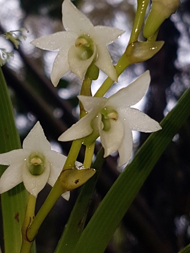 Angraecum striatum