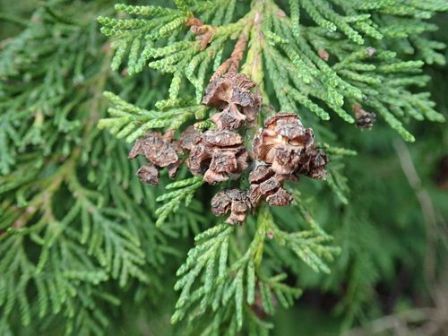 Lawson's cypress