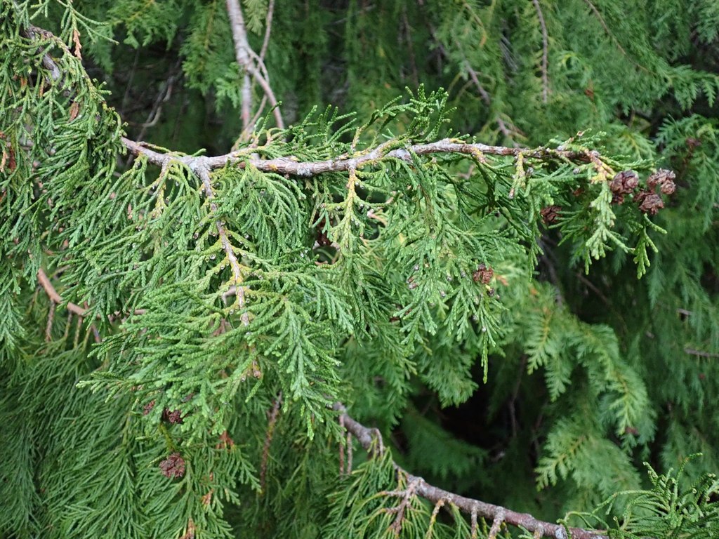 Chamaecyparis lawsoniana