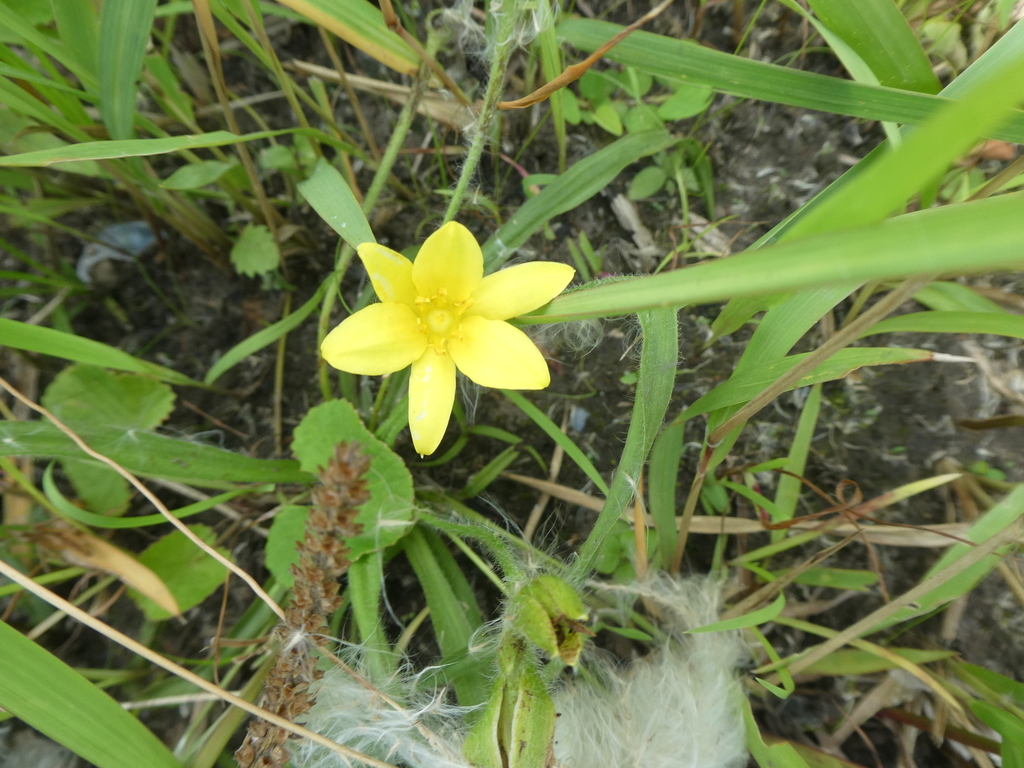 Small Yellow Stargrass from Roseneath, 4171, South Africa on December 8