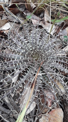 Dyckia dawsonii