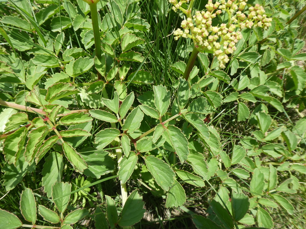 Groovy Grape from Roseneath, 4171, South Africa on December 8, 2020 at