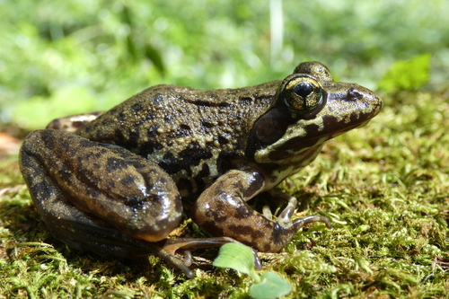 Nutt's River Frog