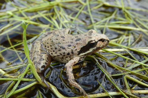 Kitumbeine Stream Frog (strongylopus Kitumbeine) · Inaturalist