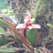 Maxillaria oreocharis - Photo (c) Nuria Ureña, todos los derechos reservados, subido por Nuria Ureña