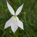 Lithotoma anethifolia - Photo (c) swampwater, all rights reserved, uploaded by swampwater