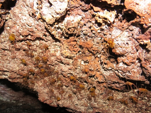 Goniosoma vatrax · iNaturalist