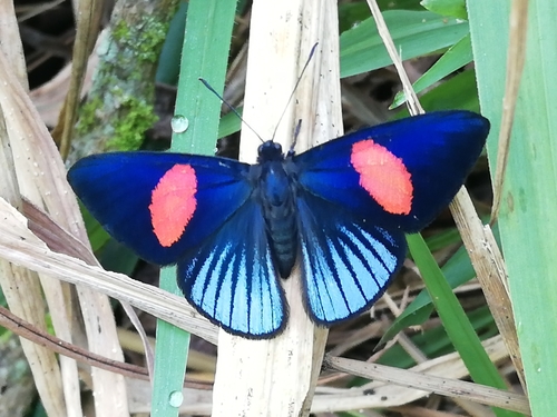 Lucillella