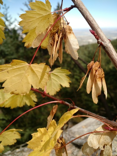 Rocky Mountain maple