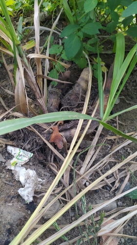 Giant Pocket Gopher
