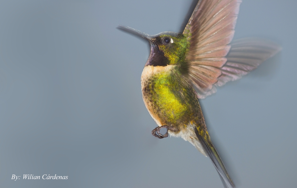 Amethyst-throated Sunangel photo