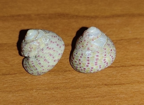 Steromphala divaricata