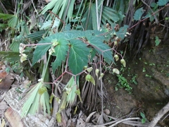Begonia hirsuta image