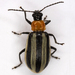 Western Striped Cucumber Beetle - Photo (c) Gary McDonald, all rights reserved, uploaded by Gary McDonald