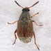 Acanthoscelides pallidipennis - Photo (c) Gary McDonald, όλα τα δικαιώματα διατηρούνται, uploaded by Gary McDonald