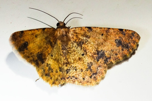 Stergamataea inornata