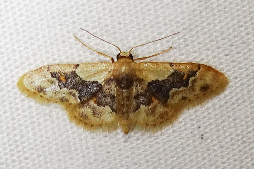 Idaea gemmata (Packard, 1876)
