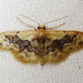 Idaea gemmata - Photo (c) BJ Stacey, all rights reserved