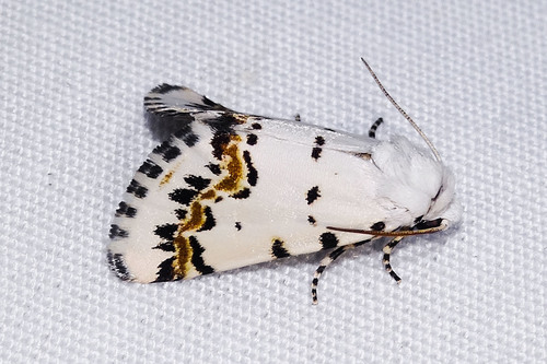 Grotella tricolor Barnes, 1904