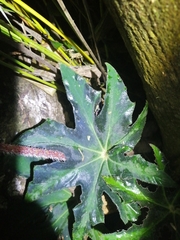 Image of Begonia heracleifolia