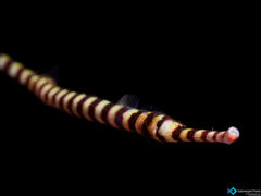 Ringed pipefish