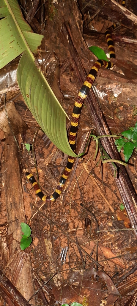 Central American Coralsnake From Provincia De Puntarenas Rancho