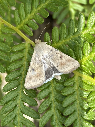 Native Budworm