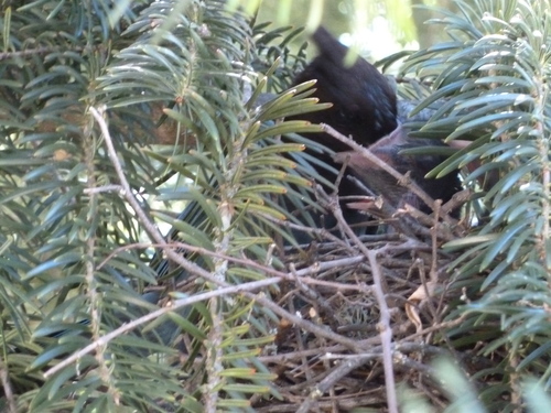 iNaturalist observation photo of Steller's Jay