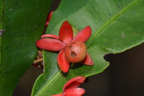 Rhabdophyllum welwitschii