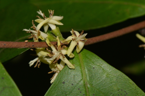 Tricalysia bagshawei