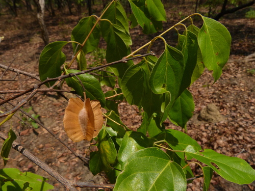 Combretum acutifolium