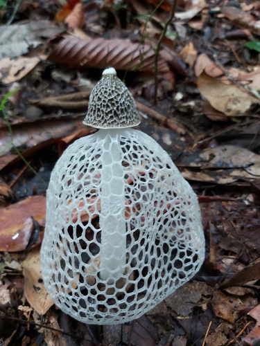 Complex Phallus indusiatus