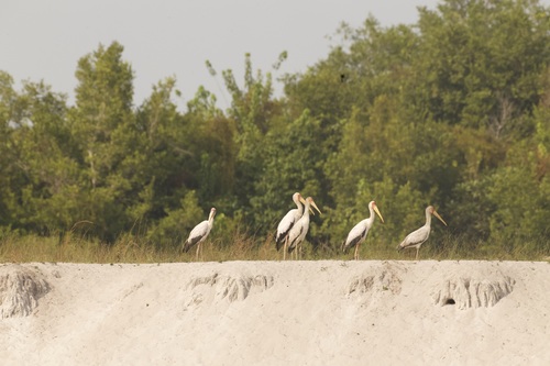 Yellow-billed Stork