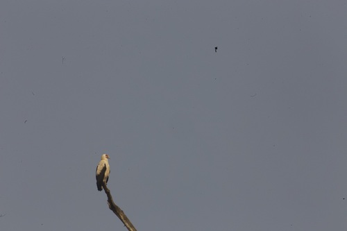 Palm-nut Vulture
