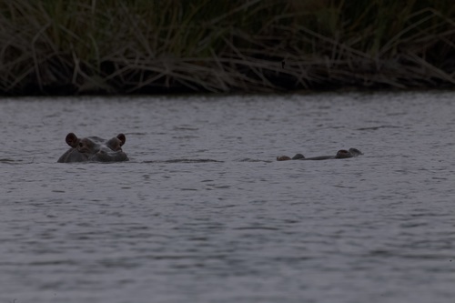 Common Hippopotamus