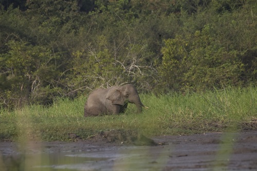 Forest Elephant