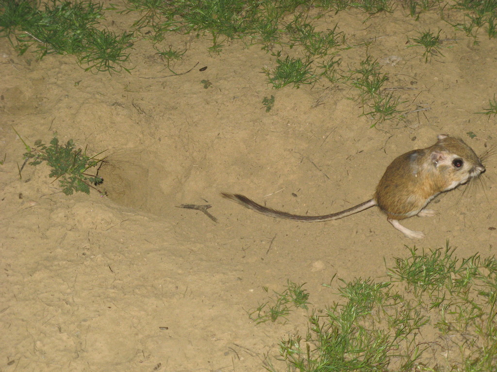 Giant Kangaroo Rat in April 2012 by Cat · iNaturalist