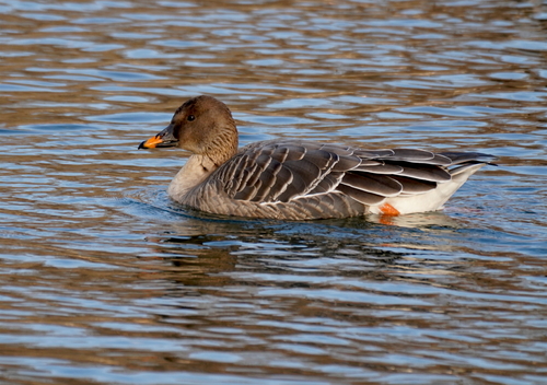 Tundra Bean Goose