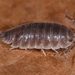 Protracheoniscus major - Photo (c) Philipp Byzov, all rights reserved, uploaded by Philipp Byzov