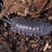 Parcylisticus - Photo (c) Philipp Byzov, כל הזכויות שמורות, הועלה על ידי Philipp Byzov