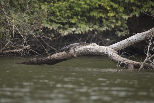 Central African slender-snouted crocodile
