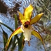 Maxillaria chrysantha - Photo (c) Leonardo von Linsingen, כל הזכויות שמורות, הועלה על ידי Leonardo von Linsingen